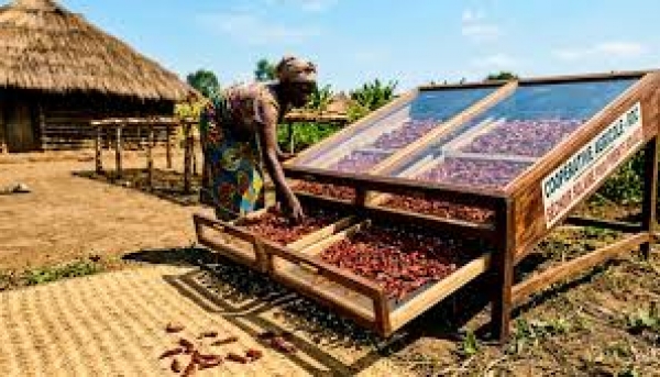 Z&eacute;ro droit de douane: les attentes des agriculteurs africains envers la Chine(contribution)