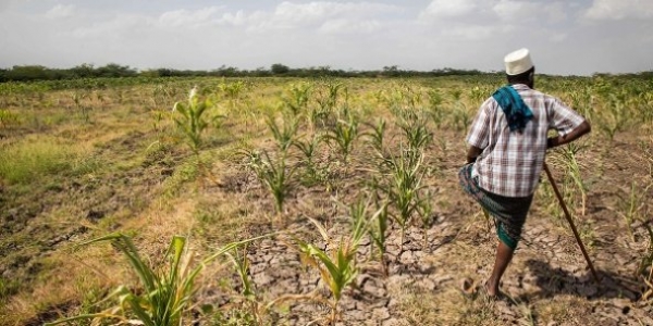 Corne de l&rsquo;Afrique: pour &eacute;viter une crise alimentaire, il faut aider d&rsquo;urgence les agriculteurs