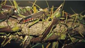 Lutte contre l&rsquo;invasion de criquets p&egrave;lerins : La FAO salue la contribution de l&rsquo;UE