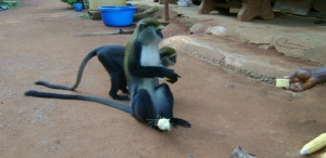 C&ocirc;te d&rsquo;Ivoire-Bondoukou: l&rsquo;histoire des singes "sacr&eacute;s" de Soko