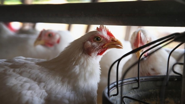 Fili&egrave;re avicole en C&ocirc;te d&rsquo;Ivoire : Un chiffre d&rsquo;affaire de 250 milliards FCFA en 2016