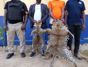 C&ocirc;te d'Ivoire : deux individus interpell&eacute;s pour trafic de peaux de panth&egrave;res et de vautours &agrave; Bouak&eacute;