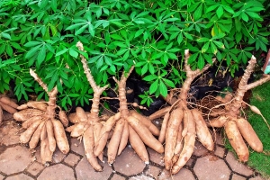 Le manioc : un met &agrave; variantes multiples