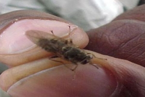 Comment vaincre la trypanosomiase et la mouche ts&eacute;-ts&eacute;:  Deux ateliers ouverts &agrave; Abidjan