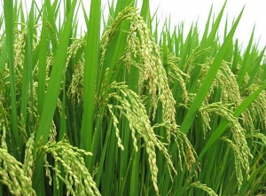 Amenagement Hydro-Agricole des Regions du Haut Sassandra et du Fromager (Phase III) : 23,049 Milliards de Fcfa de Financement pour le Projet