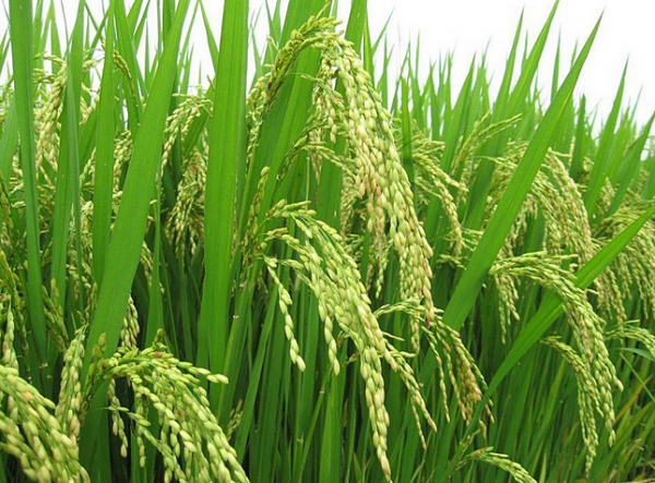 Amenagement Hydro-Agricole des Regions du Haut Sassandra et du Fromager (Phase III) : 23,049 Milliards de Fcfa de Financement pour le Projet