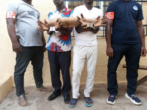 C&ocirc;te d'Ivoire/ Soubr&eacute; : Deux pr&eacute;sum&eacute;s trafiquants d&rsquo;animaux interpell&eacute;s avec 2 pointes d&rsquo;ivoires d&rsquo;&eacute;l&eacute;phants