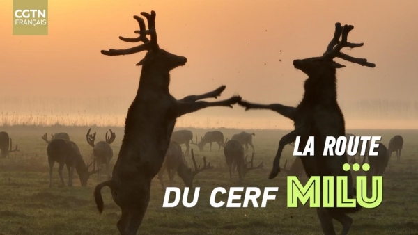 La route du cerf Milu