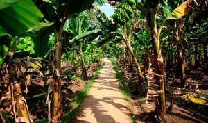 Le bio-pesticide NECO &agrave; l&rsquo;&eacute;preuve de la vulgarisation (Feature)