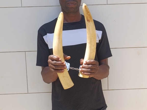 C&ocirc;te d&rsquo;Ivoire : un pr&eacute;sum&eacute; trafiquant d&rsquo;animaux interpell&eacute; avec 2 pointes d&rsquo;ivoire d&rsquo;&eacute;l&eacute;phant &agrave; Yopougon