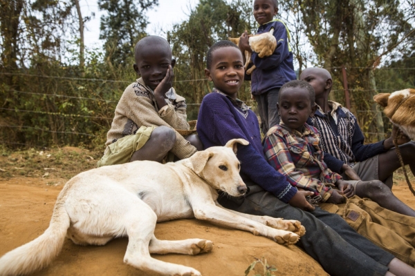 Sant&eacute; publique : la rage tue plus de 500 personnes par an en C&ocirc;te d&rsquo;Ivoire