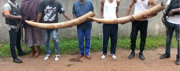 C&ocirc;te d&rsquo;Ivoire/Trafic d&rsquo;ivoires : 5 pr&eacute;sum&eacute;s trafiquants interpell&eacute;s &agrave; Du&eacute;kou&eacute; et Daloa