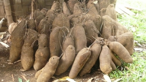 Des tubercules d'igname