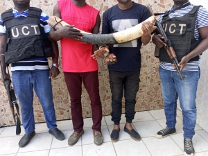 C&ocirc;te d&rsquo;Ivoire : face &agrave; la difficile lutte contre le trafic des esp&egrave;ces sauvages prot&eacute;g&eacute;es, un sp&eacute;cialiste souhaite de grosses peines de prison