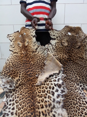 Trafic d&rsquo;animaux : un pr&eacute;sum&eacute; trafiquant interpell&eacute; &agrave; Man &eacute;crou&eacute; au P&ocirc;le p&eacute;nitentiaire d&rsquo;Abidjan