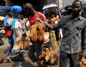 F&ecirc;tes de fin d&rsquo;ann&eacute;e: la vente de volailles vivantes aux abords des grandes voies, des carrefours ou autres sites est interdite