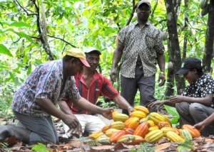 C&ocirc;te d&rsquo;Ivoire : Bient&ocirc;t du cacao &eacute;cologique ivoirien sur le march&eacute;