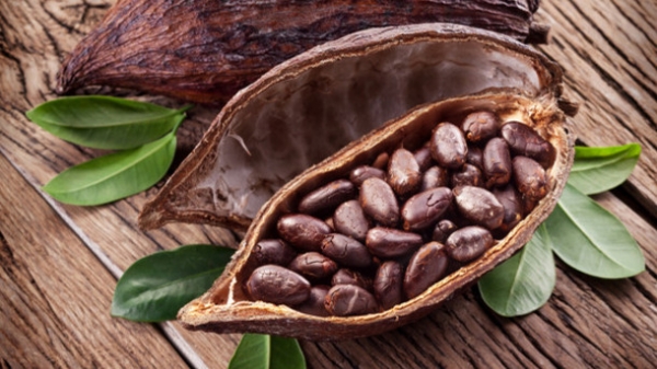 C&ocirc;te d&rsquo;Ivoire-Transformation du cacao : Un syst&egrave;me de DUS diff&eacute;renci&eacute; instaur&eacute; au profit des industrielles