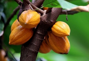 C&ocirc;te d&rsquo;Ivoire : Des chenilles d&eacute;vastent 752 hectares de vergers de cacao