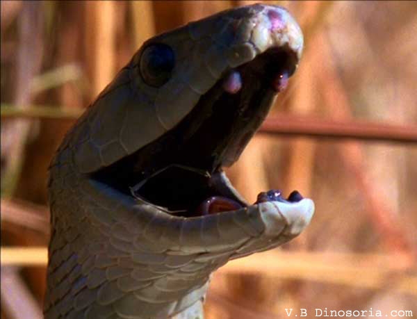 Un serpent (image d'archives, photo : dinosoria.com)