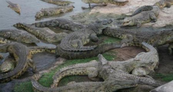 C&ocirc;te d&rsquo;Ivoire / Lac aux ca&iuml;mans de Yamoussoukro : 23 ans apr&egrave;s Houphou&euml;t, qu&rsquo;en reste-t-il ?