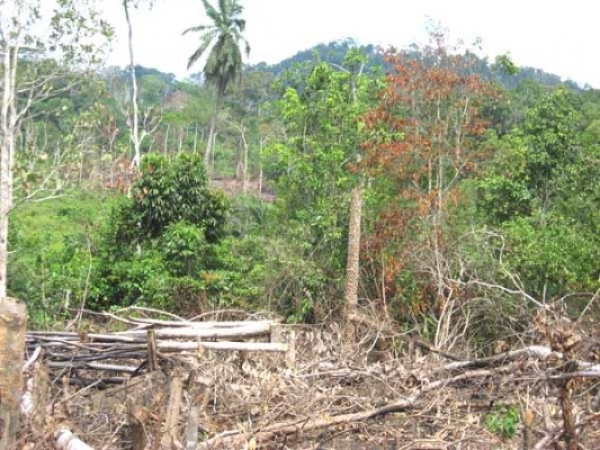 La C&ocirc;te d'Ivoire fait les Etats g&eacute;n&eacute;raux de sa for&ecirc;t manac&eacute;e
