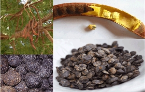 C&ocirc;te d'Ivoire-Dossier Sant&eacute;: Le n&eacute;r&eacute;, une plante aux vertus inestimables