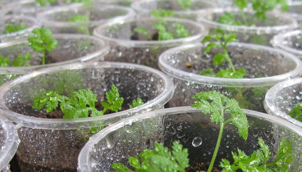 En finir avec le paludisme : La C&ocirc;te d'Ivoire se met &agrave; la culture de l'Artemisia, un rem&egrave;de naturel et efficace