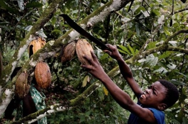 La C&ocirc;te d&rsquo;Ivoire d&eacute;sapprouve l&rsquo;enqu&ecirc;te d&rsquo;un institut am&eacute;ricain sur le travail des enfants dans le cacao