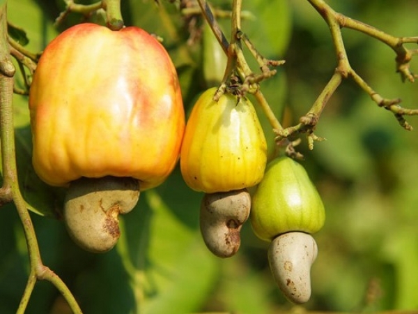 SIETTA 2016 : Les producteurs nationaux dressent un bilan mitig&eacute; de leur participation