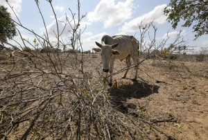 La famine plane sur l&rsquo;Afrique de l&rsquo;Est