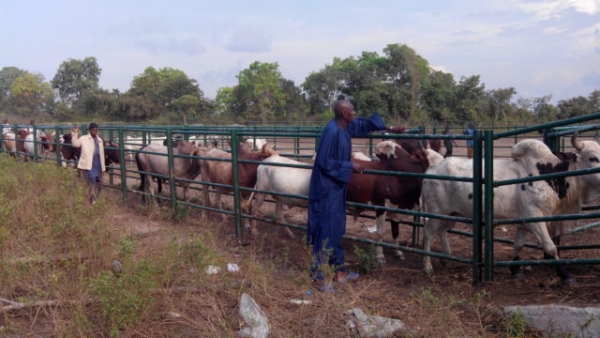 Un p&acirc;turage &agrave; Niakara
