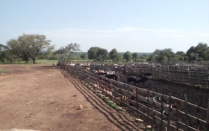 C&ocirc;te d&rsquo;Ivoire : Le poste d&rsquo;entr&eacute;e &agrave; b&eacute;tails de Doropo en proie &agrave; l&rsquo;ins&eacute;curit&eacute;