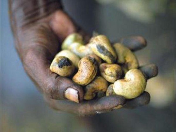 C&ocirc;te d&rsquo;Ivoire : Le prix bord-champ de l&rsquo;anacarde passe &agrave; 700 FCFA/ kg &agrave; Tanda